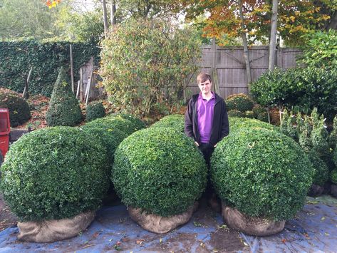 Topiary Balls & Topiary Domes — Crown Topiary, Topiary Trees, UK, London Box Balls, Topiary Balls, Topiary Garden, Topiary Trees, Contemporary Garden, Uk London, The London, Planting, Garden Design