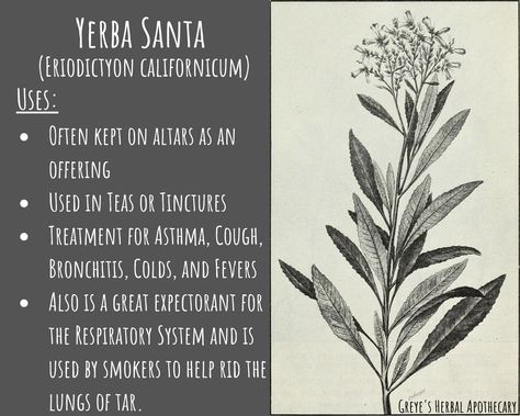 Yerba Santa - The Herb of Sacred Healing Cough Tincture, Divination Tea, Female Intuition, Herbal Education, Yerba Santa, The Respiratory System, Lungs Health, Women Health Care, Herbal Apothecary