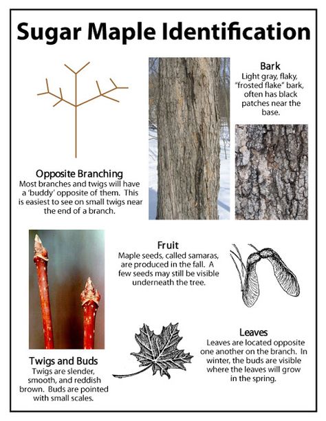 Identification of Maple tree for tapping Benefits Of Maple Syrup, How To Tap Maple Trees, Maple Syrup Unit Study, Making Maple Syrup, Maple Syrup Tree, Maple Syrup Taps, Maple Products, Tree Tapping, Maple Tapping