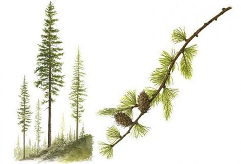 Western Larch Pine Tattoo, Larch Tree, Wood Magazine, Plant Tattoo, Diy Landscaping, Tree Illustration, Watercolor Trees, Tree Drawing, Tree Tattoo