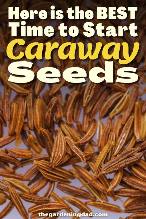 Caraway Seeds, Greenhouses, To Learn, Ohio, To Start, Seeds, Good Things