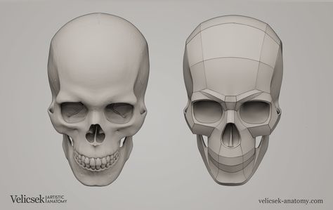 Gusztav Velicsek - Anatomy Studies Human Anatomy Reference, Anatomy Studies, Skull Anatomy, Head Anatomy, Skull Reference, Anatomy Practice, Face Anatomy, Man Anatomy, Anatomy Sculpture