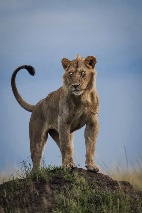 León, Lion, Big cat, Animal, Naturaleza,young Lion, Leones, Lioness Lion Face Reference, Lion Pose Reference, Lion Laying Down, Lioness Sleeping, Lion Poses, Lioness Hunting, Lion Reference, Barbary Lion, Adorable Baby Animals