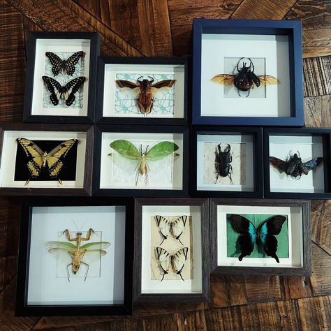 If simple frames are more your thing...I make those too 😊 I love the creativity and whimsy of ornate vintage frames, but I also like the simplicity of a shadowbox frame in which the insect is the focus. Which do you prefer?🦋🪲🕷 Witchy Vibes, Shadowbox Frame, Vintage Frames, Shadow Box, Eye Candy, Bugs, I Love, Candy, Frame