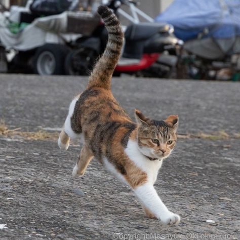 Running Cat Reference, Cats Dynamic Poses, Cat Head Angles, Cat Refrences Poses, Cat Action Poses, Cat Jumping Down, Cat Jumping Reference, Cats Poses Reference, Cat Walking Reference