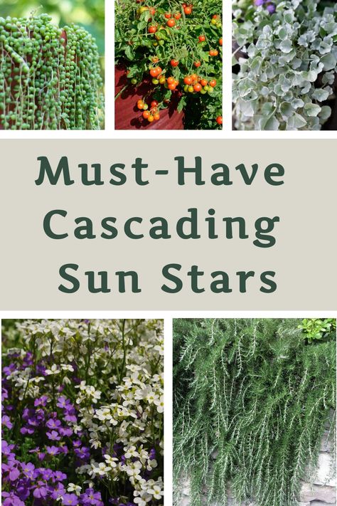 Incorporating cascading plants into your garden enhances its visual appeal. These plants grow in a vine-like manner, gracefully trailing down vertically to create a stunning waterfall effect. Certain varieties also spread out horizontally, making them perfect for retaining walls or slopes in your outdoor space. Embrace the beauty and versatility of cascading plants to elevate the ambiance of your garden effortlessly! Cascading Outdoor Plants, Cascading Plants Retaining Walls, Cascading Plants Outdoor, Trailing Plants Outdoor, Retaining Wall Garden, Lake Plants, Plants For Full Sun, Cascading Plants, Purple Flowering Plants