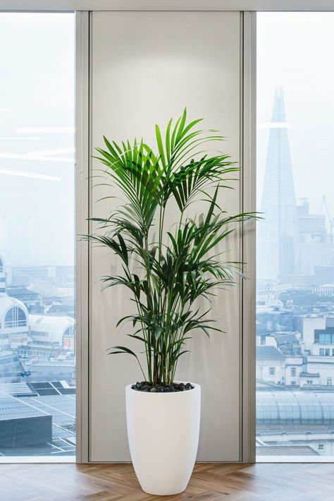 Meet the Kentia Palm, a stunning air-cleaning plant perfect for any office.

Not only does it bring a tropical touch indoors, but it also purifies the air, removing toxins like formaldehyde and benzene. Ideal for city living, this hardy plant thrives with minimal care - just water weekly and provide indirect light.  Its sleek growth makes it a low-maintenance beauty. Plus, its regal reputation as the perfect parlour plant will add a touch of sophistication and tranquility to your space. Benefits Of Indoor Plants, Plant Workshop, Air Cleaning Plants, Kentia Palm, Best Indoor Plants, Remove Toxins, Hardy Plants, Indoor Air Pollution, City Living