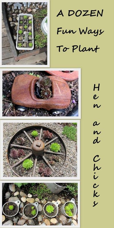 Hens And Chicks Rock Garden, Planting Hens And Chicks Ideas, Hen And Chicken Planter Ideas, Chicken And Hens Plants Ideas, Hens And Chickens Plants Ideas Gardens, Hens And Chicks Planting Ideas Yards, Chicks And Hens Succulents Planters, Chicks And Hens Succulents Landscapes, Hens And Chicks Planting Ideas Planters