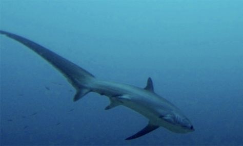 Thrasher Shark, Shark Species, Thresher Shark, Marine Biology, Veterinarian, Big Eyes, Sharks, Sea Creatures, Biology