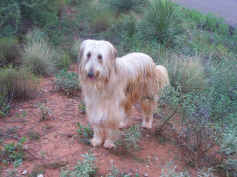 Jack, Guardian of our yard. Jack Mcafghan, Family Photo Album, Golden Retriever, Family Photos, Photo Album, Yard, Dogs