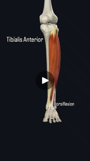 Tibialis Anterior, Anatomy Physiology, Muscle Strain, Nerve Damage, The Originals