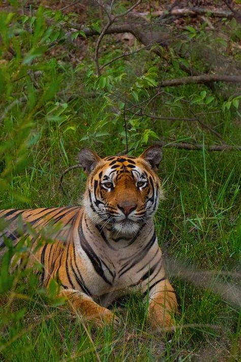 Male Tiger, Big Cats