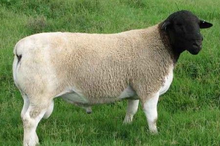 Dorper Sheep, Chicken For Dogs, Sheep And Lamb, African People, Black Sheep, Goats, Sheep, Animal Lover, Cow