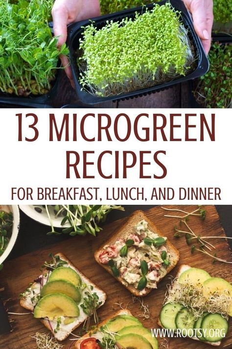 Meals With Microgreens, Salad With Microgreens, Micro Salad Recipe, Recipes Using Microgreens, Recipes For Microgreens, What To Do With Microgreens, Radish Microgreens Recipe, Microgreen Recipes Ideas, Micro Green Salad