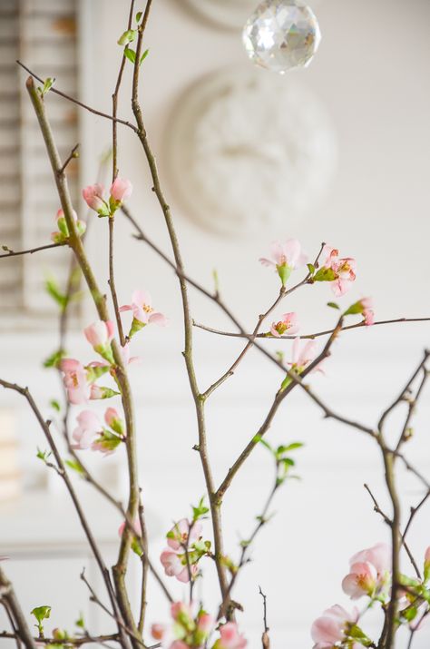 Simple Spring Decor, Tulip Magnolia, Spring Branches, Spring Decor Ideas, Small Glass Vases, Spring Scents, Spring Tablescapes, Willow Branches, Spring Bouquet