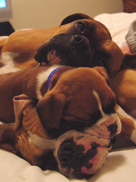 BOXERS ♥ Puppy Sleeping, Boxer And Baby, Dog White, Cesar Millan, Boxer (dog), Boxer Puppy, Boxer Love, Boxer Puppies, Mia 3