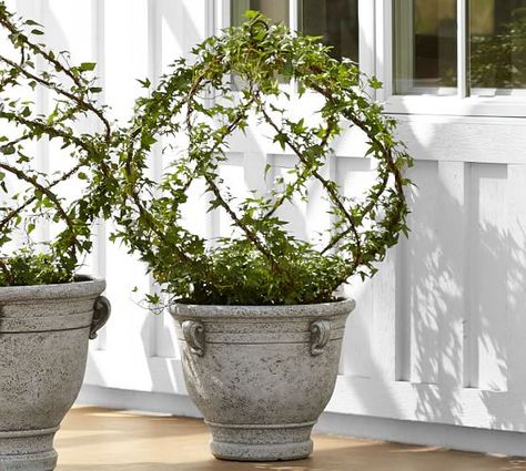 English Ivy Indoor, Spiral Topiary, English Ivy, Topiary Trees, Home Decor Outdoor, Succulents Diy, Garden Structures, Accessories Decor, Decor Outdoor