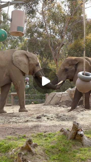 San Diego Zoo on Instagram: "Bachelor bros 🐘  Vus’Musi (Musi), a twenty-year-old male African elephant, has started a new chapter at the Zoo, joining three other African elephants being cared for at Elephant Odyssey, including two younger males, Sundzu and Nipho, and a female named Shaba.  Elephants are matriarchal (female-led) societies, meaning the ladies decide when males are accepted into the herd and when it’s time for them to go. For this reason, sub-adult male African elephants continuously move in and out of different groups throughout their lifetime, occasionally joining bachelor groups, or choosing to live independently.   In Musi’s case, Swazi, the matriarch of the Safari Park herd, decided it was time for him to leave the herd, but thankfully, the Zoo’s bachelor group was acce Baby Elephants Playing, Female Led, Save The Elephants, Safari Park, San Diego Zoo, Female Names, African Elephant, The Zoo, Baby Elephant