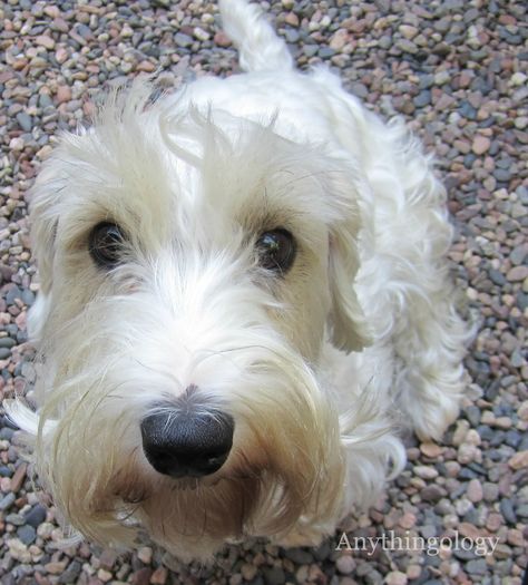 Hermoso !! Lucas Terrier, Suitcase Makeover, Unusual Dog Breeds, Sealyham Terrier, Akc Breeds, All Breeds Of Dogs, Vintage Suitcase, Guard Dogs, Scottish Terrier