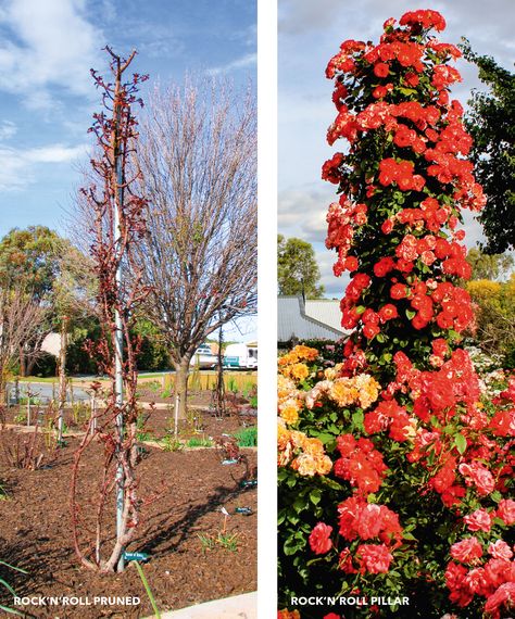 Claire Austin Rose, Iceberg Climbing Rose, Yellow Climbing Rose, Climbing Roses Trellis, Rose Home Decor, Rose Garden Landscape, Rose Plant Care, Rose Garden Design, Rose Trellis