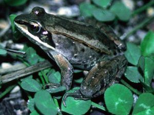 Wood Frog Poisonous Animals, Common Frog, Amazing Frog, Frog Pictures, Frog Art, Green Frog, A Frog, Frog And Toad, Tree Frogs