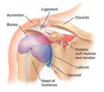 The role of the Scapula in Shoulder Impingement Syndrome: Part 1 — Rayner & Smale Shoulder Anatomy, Health Heal, Rotator Cuff, Natural Home Remedies, Health Info, Health And Beauty Tips, Natural Treatments, Natural Medicine, Injury Prevention