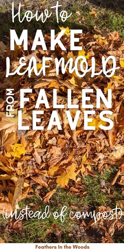 fallen leaves to Make Leaf Mold Leaf Clean Up, Leaf Mold, Food Growing, Frugal Gardening, Garden Prepping, Outside Plants, Soil Conditioner, Urban Farmer, Fallen Leaves