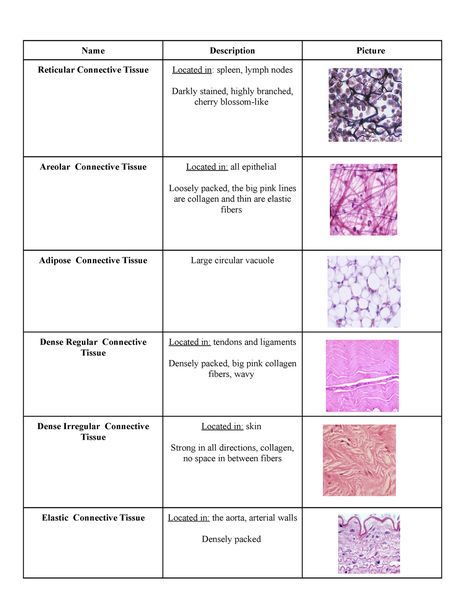 Connective Tissue Chart - Name Description Picture Reticular Connective Tissue Located in: spleen, - Studocu Types Of Connective Tissue, Nervous Tissue, Med Notes, Nurse Study, Basic Anatomy, Med Vet, Medical Lab, Basic Anatomy And Physiology, Nurse Study Notes