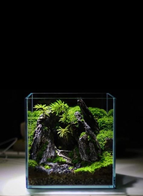 Wabi Kusa Aquascaping, Square Aquascape, Square Terrarium, Hobbit Garden, Orchid Terrarium, Plant In Glass, Aqua Tank, Aquascape Design, Beautiful Terrariums