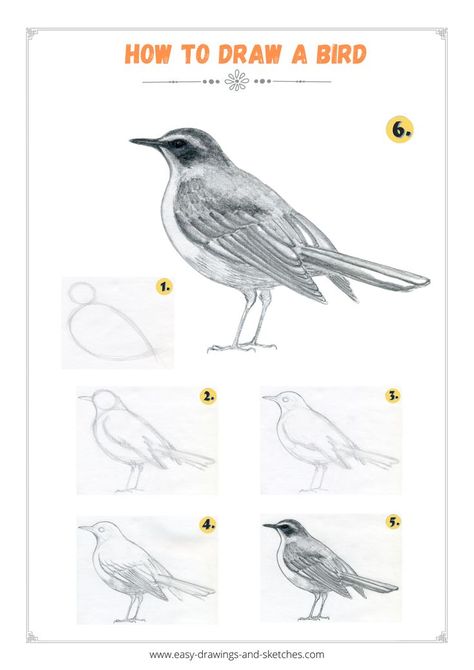 Learn how to draw a bird in few simple steps Drawing Birds Easy, Simple Bird Drawing, Bird Pencil Drawing, Draw A Bird, Watercolor Pencil Art, Pencil Drawings Of Animals, Bird Sketch, Observational Drawing, Beauty Art Drawings