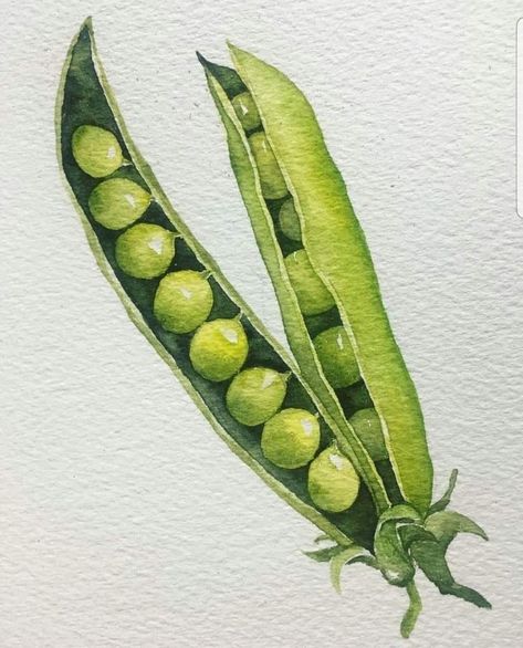 Vegetable Painting, Watercolor Food, Watercolor Fruit, Food Painting, Fruit Painting, 수채화 그림, Watercolor Art Lessons, Botanical Watercolor, Color Pencil Art