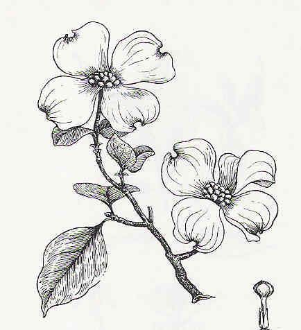 pen and ink dogwood branch - Google Search                                                                                                                                                                                 More Dogwood Tattoo, Dogwood Flower Tattoos, Yard Trees, Dogwood Blooms, Dogwood Branches, Dogwood Flower, Dogwood Blossoms, Dogwood Trees, Dogwood Flowers