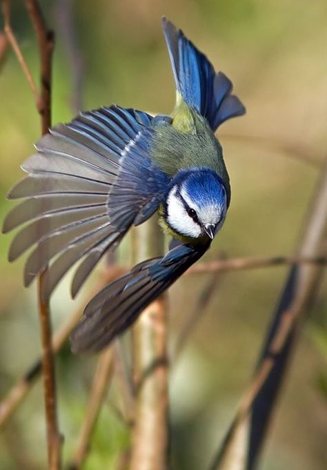 Woods Home, Uk Nature, Cool Nature, Nature Photographer, Chickadees, Photography Home, Nature Tattoos, Bird Pictures, Bird Drawings