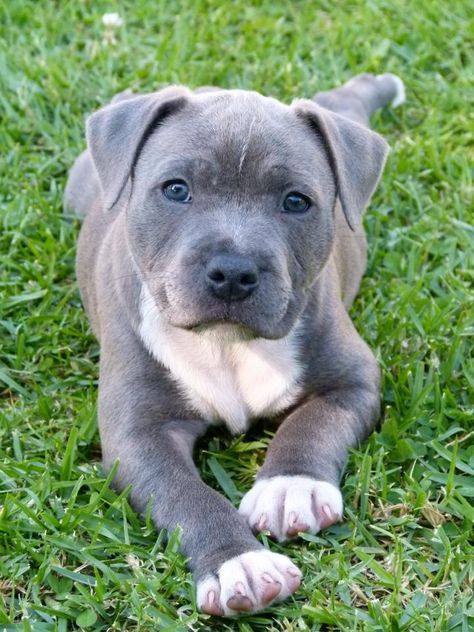 Pitbulls Grey, Pitbull Puppies Training, Pittbulls Dogs Grey, Grey And White Pitbull, Gray Pitbull Blue Eyes, Pitbull Dog Breed, White And Brown Pitbull, Doodle Puppies, Bully Breeds Dogs