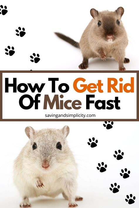 Best Way To Get Rid Of Mice In Your House, How To Catch Mice In House, How To Get Rid Of Mice In The House Fast, Get Rid Of Mice In House Fast, Diy Home Storage Ideas, Rodent Repellent Plants, Diy Mice Repellent, Mouse Deterrent, Get Rid Of Rats