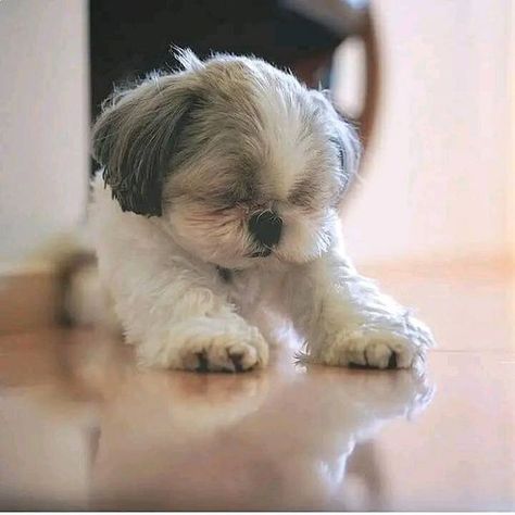 Shih Tzu Teddy Bear Haircut, White Fluffy Puppies, Chien Shih Tzu, Shitzu Dogs, Shih Poo, Shih Tzu Dog, Shih Tzus, Beloved Dog, Little Dogs