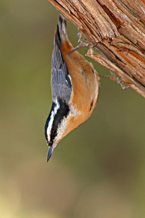 Red-breasted Nuthatch, love these little upside down cuties!! Nuthatch Bird, Drawing Birds, Hope Is The Thing With Feathers, World Birds, Boreal Forest, Bird Photos, Different Birds, Backyard Birds, Bird Pictures