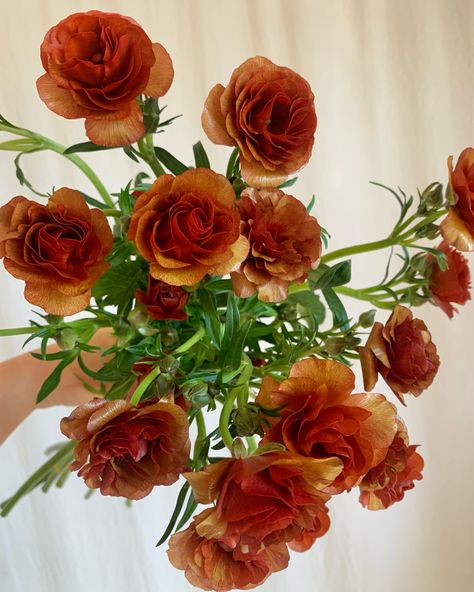 Rust Butterfly Ranunculus, Dark Fall Flowers, Rust Colored Flowers, Brown Ranunculus, Orange Butterfly Ranunculus, Auburn Aesthetic, Rust Ranunculus, Amber Flowers, November Flowers