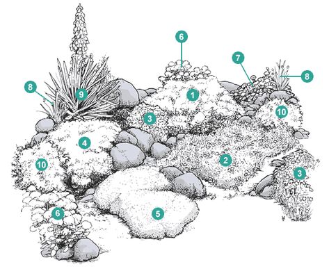 An Easy-Care Rock Garden—Designing With Durable and Delightful Perennials - Brooklyn Botanic Garden Garden With Rocks, Cerastium Tomentosum, Sagina Subulata, Phlox Subulata, Yucca Filamentosa, Landscape Architecture Drawing, Rock Garden Plants, Rock Garden Design, Garden Design Plans