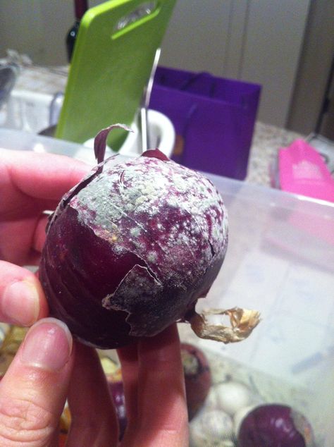 moldy red onion | food safety - Green and white mold on dry part of onion ... Garlic Gardening, Homemade Seasoning Salt, Butter Steak, Garlic Butter Steak, Croutons Homemade, Garlic Butter Sauce, Sunday Suppers, Appetizer Bites, Steak Bites