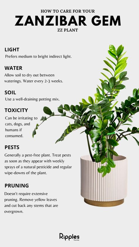 Zz Plant Care, Zz Plants, Plants Tips, Plant Care Guide, Household Plants, Plant Care Houseplant, Zz Plant, Gardening Plants, Inside Plants