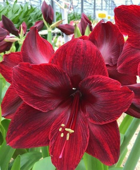 Amaryllis Christmas, Amaryllis Flower, Amaryllis Plant, Flower Bulb, Anthurium Flower, Amaryllis Flowers, Lily Plants, Red Pearl, Flower Therapy