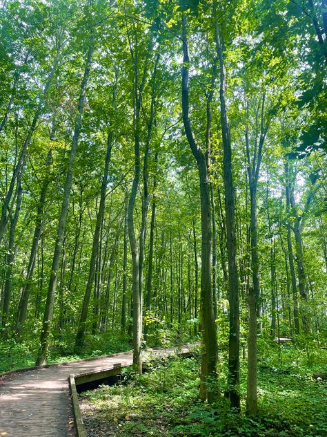 Canadian Summer Aesthetic, Camp Canada, Canada Forest, Summer Granola, Hike Aesthetic, Canadian Summer, Hiking Forest, Canadian Forest, Canada Summer