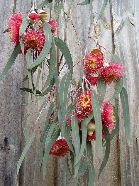 Ornamental weeping gum with white trunk and large red flowers that are produced in spring. Flowers from a mature "Silver Princess". Expression Photography, Australian Trees, Australian Native Garden, Australian Wildflowers, Australian Christmas, Australian Flowers, Australian Native Flowers, Australian Plants, Australian Garden