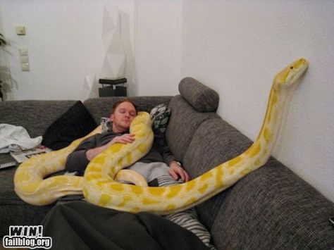 Taking a nap win #failblog #snake #albino Funny Baby Images, American Funny Videos, Best Funny Photos, Funny Dog Photos, Funny Pictures For Kids, Pet Snake, Baby Images, Funny Dog Pictures, Funny Couples