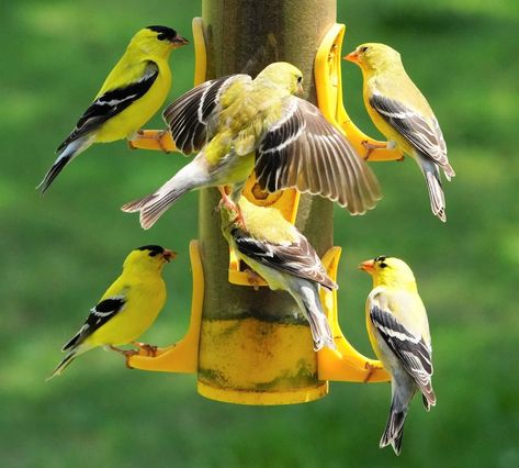 20 Super Pretty Pictures of Finches - Birds and Blooms Feeding Birds In Winter, Barn Birdhouse, Finch Feeders, Pine Siskin, Landscaping Garden Design, Farm Tips, Finch Bird, Black Oil Sunflower Seeds, Finches Bird