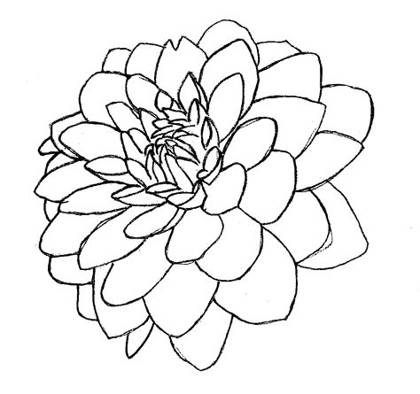 Dahlia Flower Line Art, Dahlia Line Drawing, Dahlia Line Art, Dahlia Flower Illustration, Infant Drawing, Dahlia Flower Drawing, Black And White Dahlia, Floral Outlines, White Dahlia