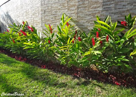 Boarder Plants, Deck Piscina, Ginger Plant, Tropical Garden Design, Front Garden Landscape, Tropical Colors, Backyard Garden Design, Garden Bedding, Tropical Garden