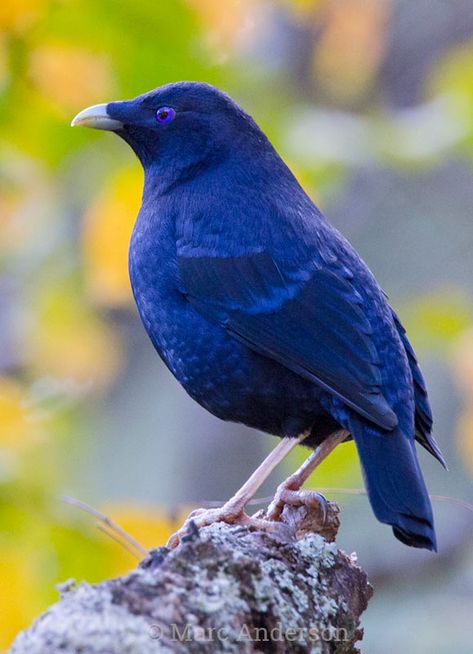 Satin Bowerbird (Ptilonorhynchus violaceus) Satin Bowerbird, Bower Birds, Bower Bird, Australian Fauna, Birds Of Australia, Colourful Birds, Different Birds, Violet Eyes, Australian Birds