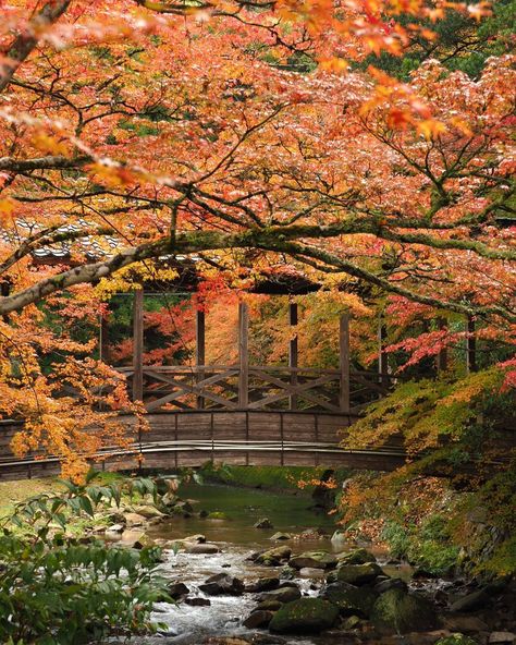 Autumn In Japan Photography, Japan In Autumn Aesthetic, Autumn In Kyoto, Fall In Japan Aesthetic, Hokkaido Japan Autumn, Japan Aesthetic Autumn, Korea Fall Aesthetic, Japan In The Fall, Japan Fall Aesthetic